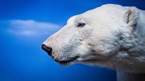 Maybe you would like to learn more about one of these? Image Polar Bears Bear Snout Head Animal 1920x1080