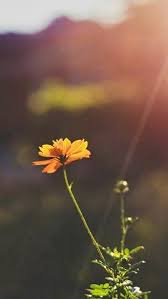 Pin By Zade On Kir Cicekleri Nature Photography Photography Amazing Photography