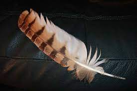 Great Horned Owl Feather Native Americans Believe Owls See Things That Are Not Put Before Them And Can Owl Feather Native American Animals Great Horned Owl