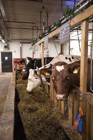 3b2a2503 Cattle Farming Cattle Ranching Farm Life