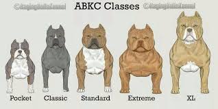 Abkc Classes American Bully Pocket Bullying Pitbulls