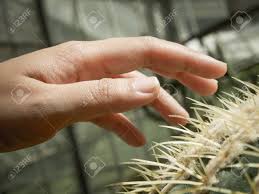 Both the spineless and painful varieties of cactus can produce flowers that are shockingly beautiful, especially for a bloom developing in a harsh desert environment. Hand On Cactus Thorn Stock Photo Picture And Royalty Free Image Image 25668897