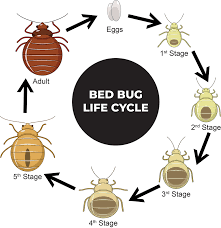 Most professional pest control companies that specialize in bed bug treatments will use de in their procedures. Bed Bug Heat Remediation In Ca Nv Advanced Ipm