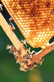 Maybe you would like to learn more about one of these? Ruche Abeille Chez Soi Les 5 Choses A Savoir Cote Maison