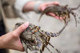 Kualitas air pada budi daya ikan air tawar dapat. Bedanya Lobster Air Tawar Dengan Lobster Air Laut Halaman All Kompas Com