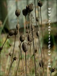 Image result for Cineraria pinnata