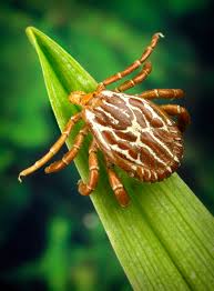 Image result for Rickettsiae