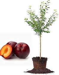 Many bonsai fruit trees that are bonsai trees for beginners to explore and add to their collections. Aadu Live Plant Bonsai Plants Nursery