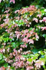 They can only be transplanted from late autumn through to early spring. Best Lilly Pilly Varieties Burke S Backyard