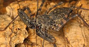 We have tailless whip scorpions for sale. Tailless Whip Scorpion Facts Amblypygi Size Type Of Species