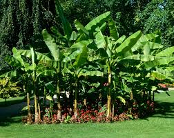 It can grow all the way down to zone 4. How To Overwinter Musa Basjoo In The Uk Which Gardening Helpdesk