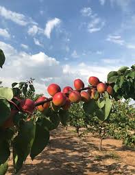 So two weeks ago, when i heard that a week or more of rain. Apricots The Tenderest Fruit Temptation Ever Sanlucar