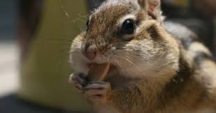 Their burrows can also damage the roots of the plants in your garden. 6 Chipmunks That Can Fit More In Their Cheeks Than You Can Fit In A Fridge The Dodo