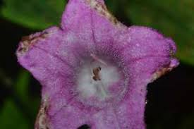 Image result for Acanthopale