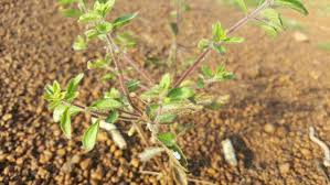 Image result for Coleus rhodesianum