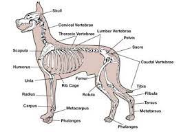 The foot bones shown in this diagram are the talus, navicular, cuneiform, cuboid, metatarsals and calcaneus. Bothell Pet Hospital Learn More From Past Veterinary Medical Cases Of Dogs And Cats Seen By Our Veterinarians Dog Anatomy Dog Leg Animal Hospital