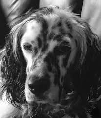 Maybe you would like to learn more about one of these? Pin Von Leny Dankers Auf Llewellin Setter