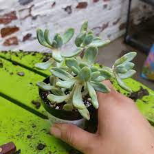 Check spelling or type a new query. Xsedeveria Blue Giant Sedeveria Blue Giant In Gardentags Plant Encyclopedia