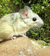 If you can get even half of these correct, we'll be extremely impressed by your skill. Environmental Monitor Warming May Spell Disaster For Woodrats Eating Toxic Plants