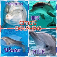 The life expectancy of dolphins in the wild is 40 or even 50 years (reduced by about half in captivity). Winter And Hope The Dolphin Coloring Pages