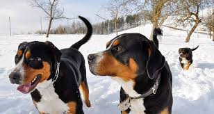 The grosser schweizer sennenhund made its way to the united states in the middle of the xx century after a few american canine fans observed it on a dog show in frankfurt, germany. Grosser Schweizer Sennenhund Alle Sennenhunde