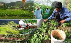 Maybe you would like to learn more about one of these? Malaysiakini El Nino Petani Di Cameron Highlands Terjejas 100 000 Benih Ikan Mati