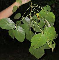 Image result for Erythrina fusca