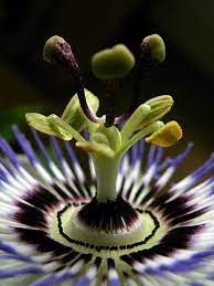 Passion Flower Passion Flower Beautiful Flowers Amazing Flowers