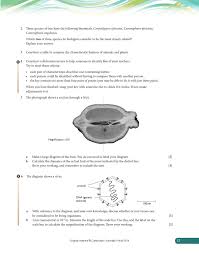 Image result for Carpodiptera africana