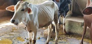 Sebab sesetengah susu tiada pek percubaan atau dijual dengan kuantiti yang sedikit. Anak Lembu Tenusu Dan Brahman Untuk Chidas Agro Farm Facebook