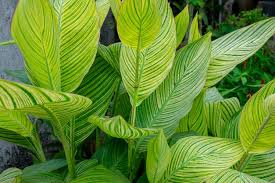 More images for tropical plant names » Cold Hardy Tropicals Learn About Tropical Plants That Grow In Zone 5