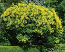 Quadro astratto colorato con tonalità principali arancione, rosso, blu e giallo dimensione. Albero Dai Fiori Gialli