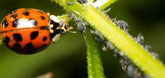 كيفية مكافحة حشرة المن حياتك