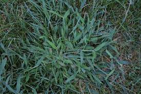 To make soil more acid apply lime sulfur, chelated iron or aluminum chemical control in a centipede or st. What A Pain In The Crabgrass Red Hen Turf Farm