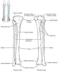 Without your bones, you'd just be one big blob! Bones Of The Lower Limb Anatomy And Physiology