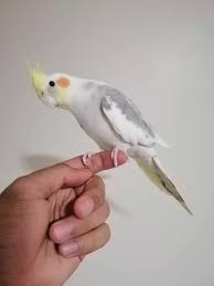 Hand Tamed cockatiel Not sure about the gender 1 year old Available in  Auckland