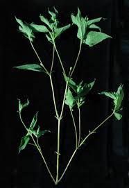 Image result for Blainvillea gayana