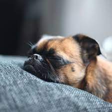 Why Do Dogs Sleep So Much