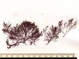 Image result for Polygala schinziana