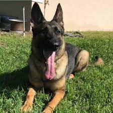 Luna German Shepherd Executive Guard Dog Family Protection Dogs Dogs Working Dogs