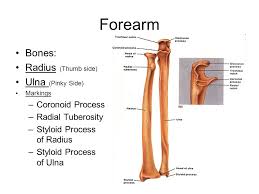 The bony bumps (or protrusions) seen and felt on the ankle have their own names Appendicular Skeleton Pectoral And Pelvic Girdles Limbs 126 Bones Ppt Download