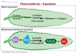 Photosynthesis Equations Chart Photosynthesis Photosynthesis And Cellular Respiration Photosynthesis Worksheet