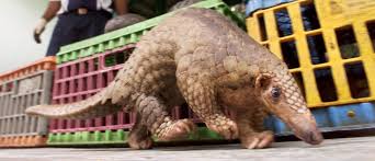 Reuters'ın çin'deki bir araştırmaya dayandırdığına göre, yeni tip corona virüsü, yasa dışı çin'de eti tüketilen pangolin pulları ise tedavi edici özelliği olduğuna inanıldığı için geleneksel tıpta kullanılıyor. How Did The Covid 19 Coronavirus Originate World Economic Forum