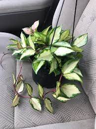 Maybe you would like to learn more about one of these? Got This Krimson Queen Today New To Hoyas Anyone Know If More Light Will Turn Her Leaves More Pink Or Are The New Leaves Pink At First Then Fade Hoyas