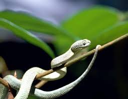 Image result for Thomandersia congolana