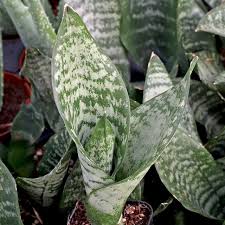 Image result for Turraea robusta