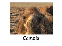 My family lives in a small farmers village with a lot of sheep. Ppt Camels Powerpoint Presentation Free Download Id 6968965