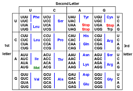 600px Codontable2 Gif 600 410 Science Biology Fun Science Life Science