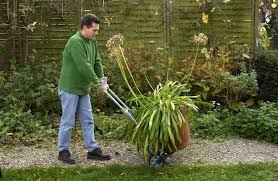 Agapanthus Uberwintern Die Besten Tipps Kubelpflanzen Pflanzen Garten Pflanzen