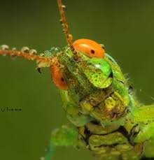 Hi What Your Name What Is Your Name A Bug S Life Bugs